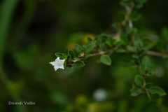Serissa japonica